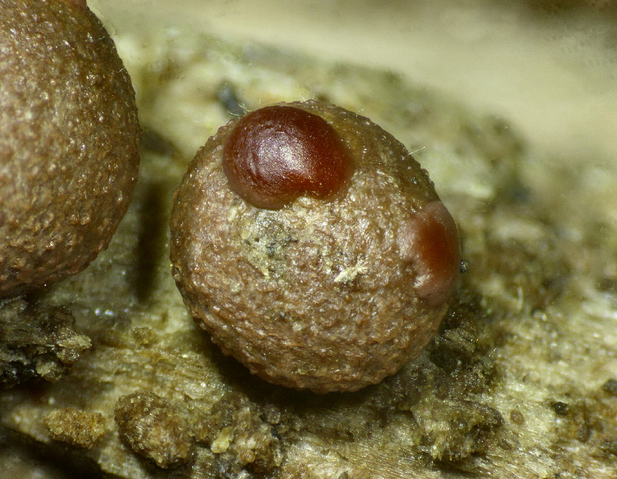 che mixomicete � ?  - Lycogala sp.